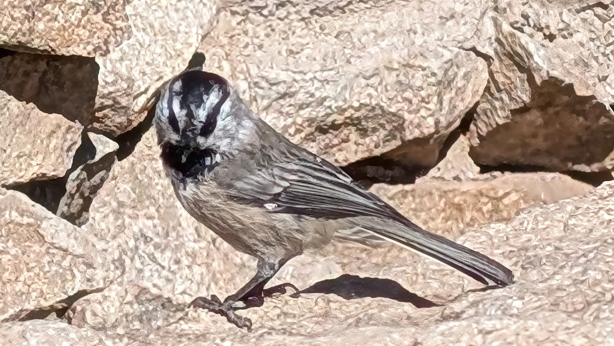 White-crowned Sparrow perched on a rock